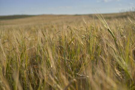 Close-up of a green and golden wheat field at sunset. Rural sceneryの写真素材