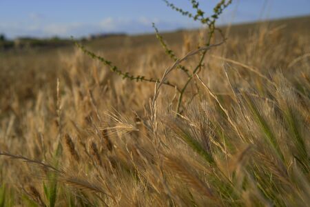 Close-up of a green and golden wheat field at sunset. Rural scenery