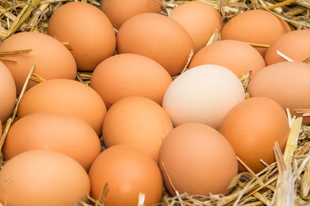 Freerange fresh raw eggs in recycled paper egg cartons or on the strawの写真素材