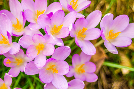 Crocus, plural crocuses or croci is a genus of flowering plants in the iris family. A single crocus, a bunch of crocuses, a meadow full of crocuses, close-up crocusの写真素材