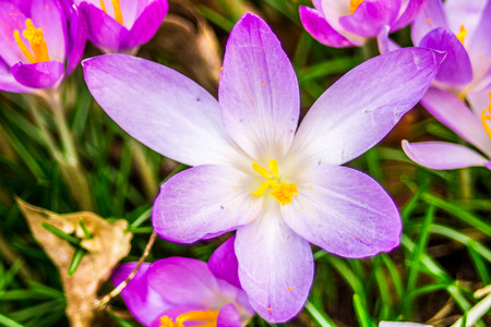 Crocus, plural crocuses or croci is a genus of flowering plants in the iris family. A single crocus, a bunch of crocuses, a meadow full of crocuses, close-up crocusの写真素材