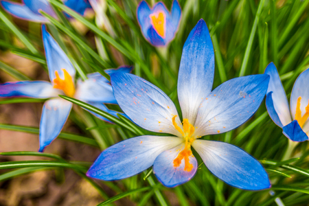Crocus, plural crocuses or croci is a genus of flowering plants in the iris family. A single crocus, a bunch of crocuses, a meadow full of crocuses, close-up crocusの写真素材