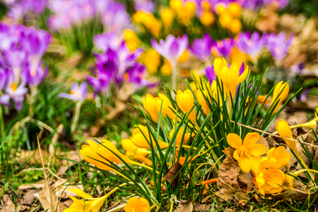 Crocus, plural crocuses or croci is a genus of flowering plants in the iris family. A single crocus, a bunch of crocuses, a meadow full of crocuses, close-up crocusの写真素材