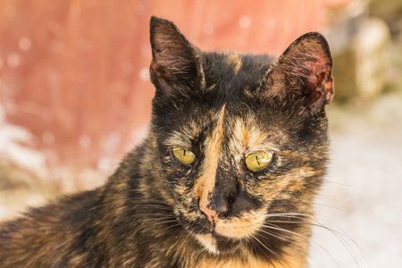 Close-up street cat portrait of European Shorthair breedの写真素材