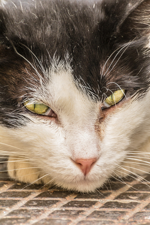Close-up street cat portrait of European Shorthair breedの写真素材