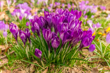 Crocus, plural crocuses or croci is a genus of flowering plants in the iris family. A single crocus, a bunch of crocuses, a meadow full of crocuses, close-up crocusの写真素材