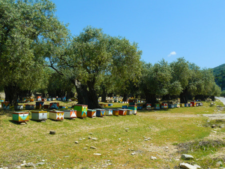 Beautiful colorful beehives in the middle of a centuries-old Mediterranean olive trees forestの写真素材