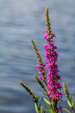 Fresh beautiful purple blooming flowersÂ on a lake background.Â Lupinus, lupin or lupine