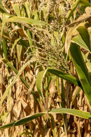 Blooming organic maize plants, Zea mays