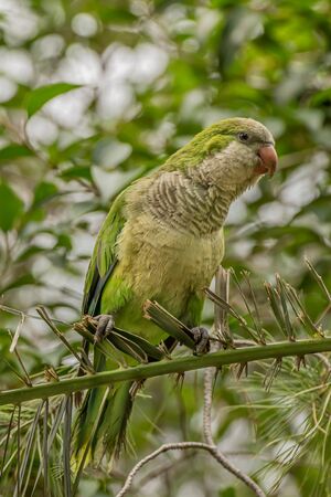 Monk parakeet, Myiopsitta monachus, Quaker parrot, is a species of true parrot in the family...