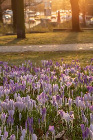 Crocus, plural crocuses or croci is a genus of flowering plants in the iris family. A single crocus, a bunch of crocuses, a meadow, close-upの写真素材