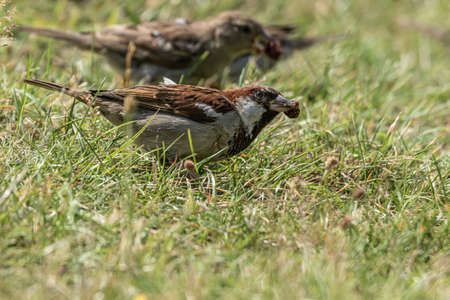 Male or female house sparrow or Passer domesticus is a bird of the sparrow family Passeridae, found in most parts of the worldの写真素材