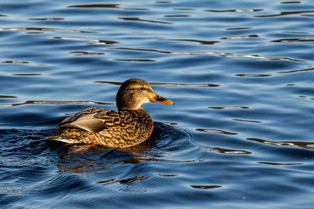 Female mallard or wild duck, Anas platyrhynchos. Close-upの写真素材