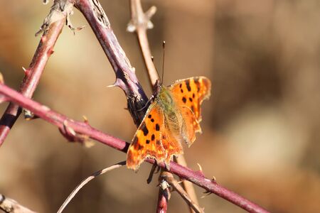 butterffly