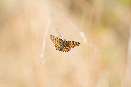 butterflyの写真素材