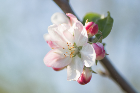 spring detailの写真素材