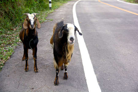  the goats on the road in countrysideの写真素材