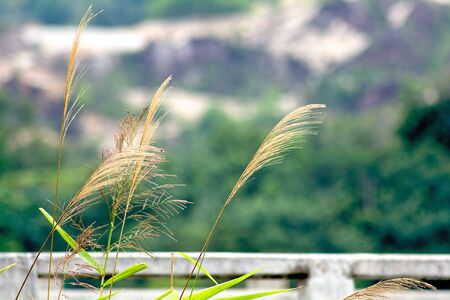  dry grass flowering with a brigde backgroundの写真素材