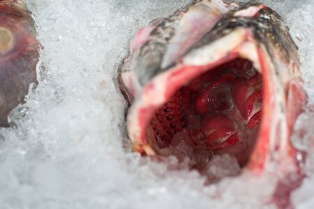 Close up of fish on display in a fish market
