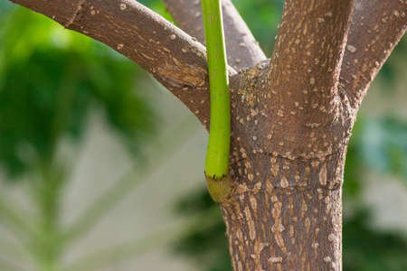 New branch on the tree