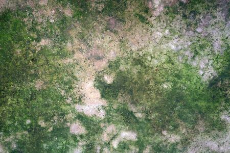 lichen on old cement floor,abstract background closeupの写真素材