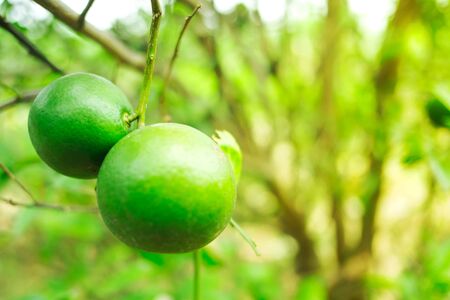 Close up green lime in farmの写真素材