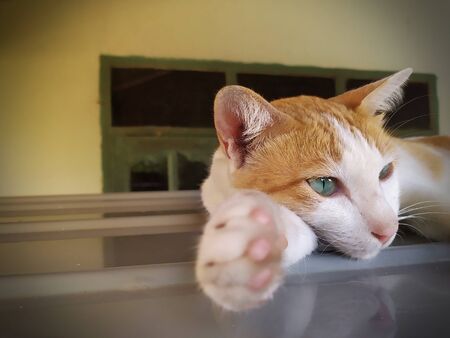 White-Orange cat laydown on car roof