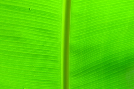 Banana leaf の写真素材