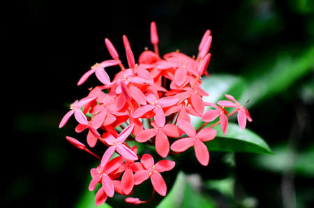 Pink flower spikeの写真素材