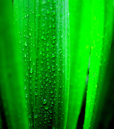 Water drops on leavesの写真素材