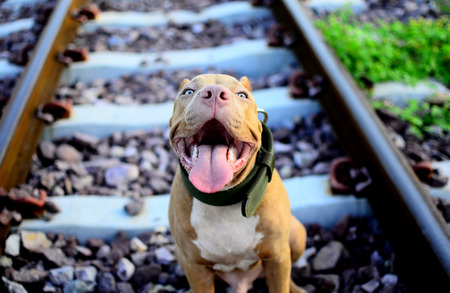 Smiling Pit Bullの写真素材