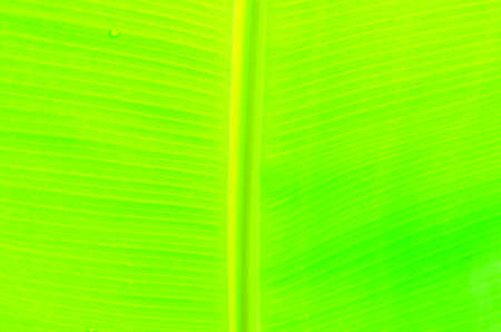 Green leavesの写真素材