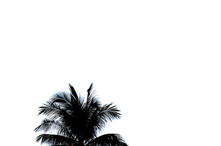 Coconut trees silhouetteの写真素材