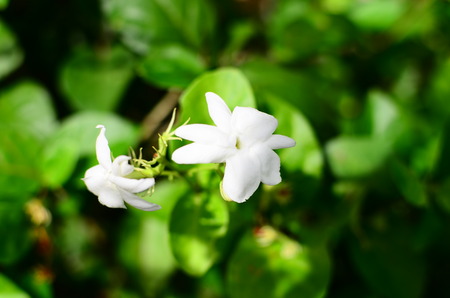 Jasmineの写真素材