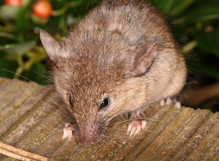 Curious little house mouse