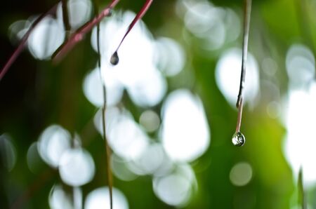 Water drop from small leaf