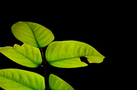 Leaves texture with black background
