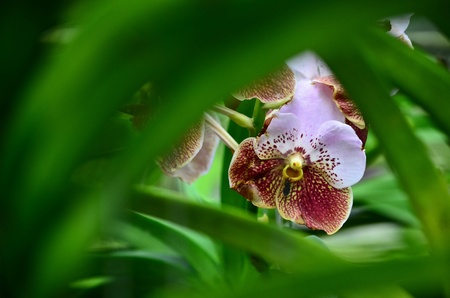 Pink orchid in the garden