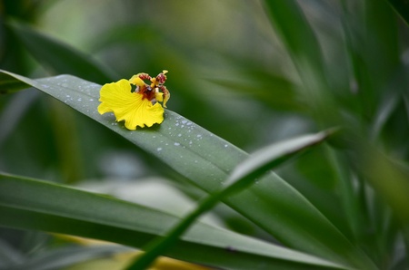 A yellow orchid on the leafの写真素材
