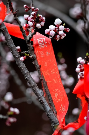 Beautiful pink plum flowers in springの写真素材