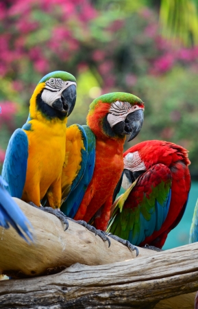 Colorful macaw resting on branches of tree Colorful macaw resting on branches of tree