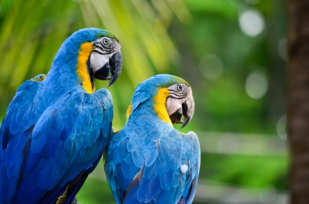 A couple of beautiful macawsの写真素材