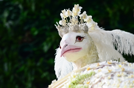 White peacock made by flowersの写真素材