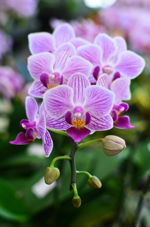 Purple orchid in the gardenの写真素材