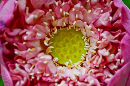 Pink lotus close upの写真素材