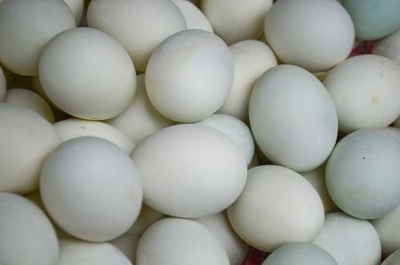 Many fresh duck eggs as backgroundの写真素材
