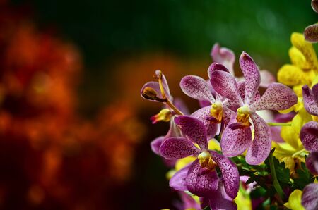 Purple orchid in the gardenの写真素材