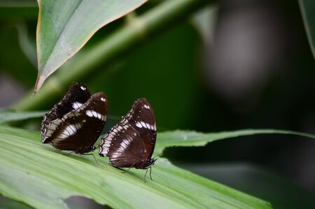 Dark butterfly peaches on the leaf