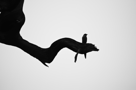 Silhouette of the birds on branchの写真素材