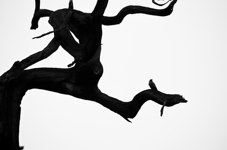 Silhouette of the birds on branchの写真素材